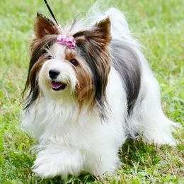 Biewer Terriers from Miabella Biewer