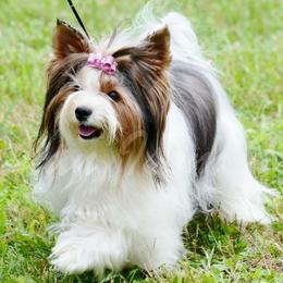 Biewer Terriers from Miabella Biewer