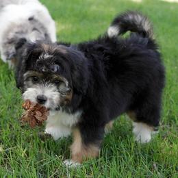 Black Tri Female - Black tri-color female Aussiedoodle puppy in Lawton, Oklahoma from Lindsey’s Aussies