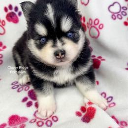 Concord - Black and white male Pomsky puppy in Sheffield, Iowa from Clover Ridge Pomskies