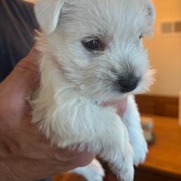 Rosie - White female West Highland White Terrier puppy in Independence, Iowa from EClair's Havanese