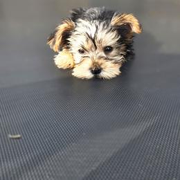 Teddy - Black and tan male Yorkshire Terrier puppy in Pocahontas, Arkansas from 5 River Puppies