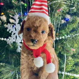 Coconut - Red female Cavapoo puppy in Tucson, Arizona from Indie Boo’s mini Cavapoos