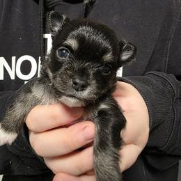 Nova - Black and white female Chihuahua puppy in Wytheville, Virginia from Southwest Virginia Chihuahua