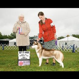 Sunfyre - Siberian Husky