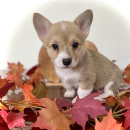 Kitty Cat - Red female Pembroke Welsh Corgi puppy in Woodland, Washington from MB Acres Corgis