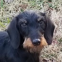 Louis - Dachshund