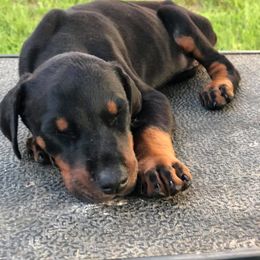 Doberman Pinscher Puppies from All Stars Doberman