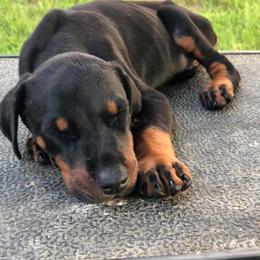 Doberman Pinscher Puppies from All Stars Doberman