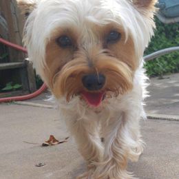 Poodles, Yorkipoos, and Yorkshire Terriers from Sweet as dessert puppies