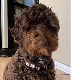 Daisy - Goldendoodle