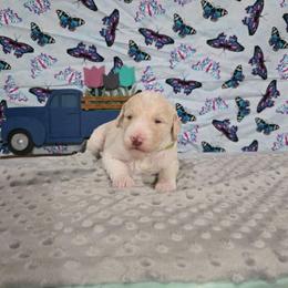 Daphne - Apricot female Labradoodle puppy in Weatherford, Texas from Oodles of poodles and doodles