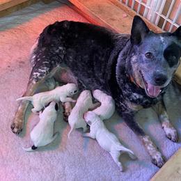 Australian Cattle Dog and Bloodhound Puppies from Hardiman’s Howlin’ Hounds/Sandi Hardiman