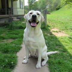 Lexi - Labrador Retriever