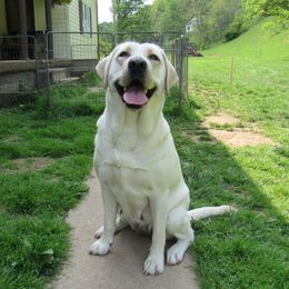 Lexi - Labrador Retriever