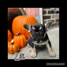 Ziti - Black and tan female French Bulldog puppy in Winchester, Kentucky from Central Kentucky Blue Bell French Bulldogs
