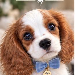 Valor - Blenheim male Cavalier King Charles Spaniel puppy in Mount Dora, Fl, Florida from Breezy Palms Cavaliers