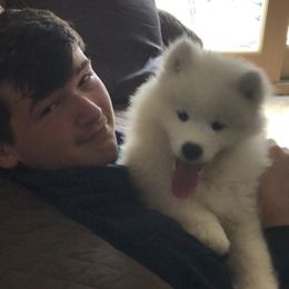 Samoyed Puppies from Kenjo Samoyeds