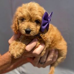 Honey - Red and white female Cockapoo puppy in Ville Platte, Louisiana from The Barkery