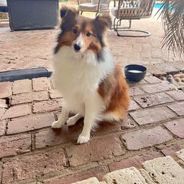 Shetland Sheepdog All Grown Up from Huckleberry Farms Shelties