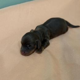Dawn - Chocolate and cream female Dachshund puppy in Lewisburg, West Virginia from Breanna Kast