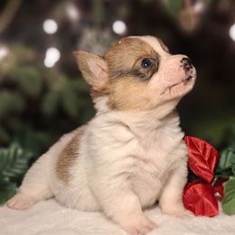 Cheeto - Sable and white female American Corgi puppy in Gouverneur, New York from St. Lawrence Corgis
