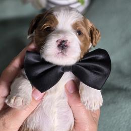 Goldendoodles and Golden Mountain Dogs from DoodleBlessings
