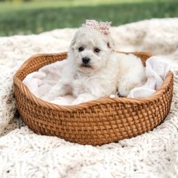 Lyric - White female Poodle puppy in Chapel Hill, North Carolina from Cyndi’s Poodles
