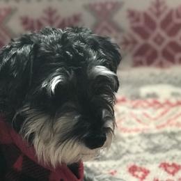 Mia - Miniature Schnauzer