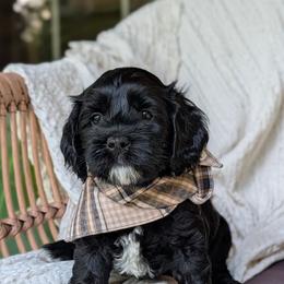 Gray Collar - Black and white male Cockapoo puppy in Newmanstown, Pennsylvania from Greta's Cockapoos