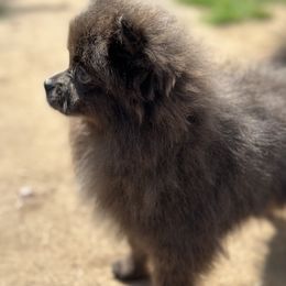 Girl 1 - Blue Pomeranian puppy in Tulsa County, Oklahoma from CP Kennels