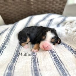 Muffin - Tri-color female Bernedoodle puppy in Waco, Texas from Blessings Pups Doodles