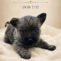 Muir - Silver male Cairn Terrier puppy in Pottersville, Missouri from Cairn Terriers of Heatherridge,LLC