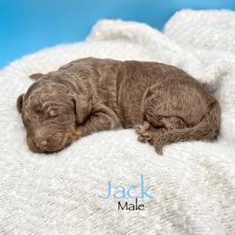 Jack - Phantom male Goldendoodle puppy in Rome, Georgia from Victoria’s Designer Doodles