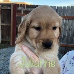 Golden Retriever Puppies from Karen's Goldens