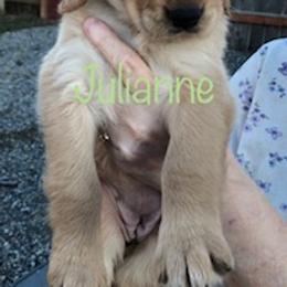 Golden Retriever Puppies from Karen's Goldens