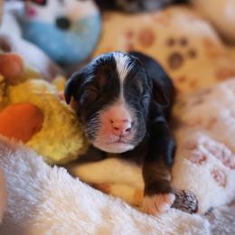 Boy 1 - male Bernedoodle puppy in Springfield, Missouri from Doodle Dandy Bernedoodles & Aussiedoodles