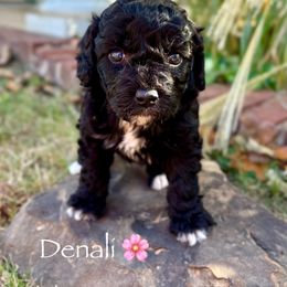 Denali - female Australian Mountain Doodle puppy in Bristow, Oklahoma from 10-Acre Woods Cockapoos