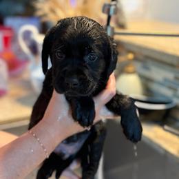 Light Blue Collar - Black male Labrador Retriever puppy in Archer Lodge, North Carolina from Archer Lodge Labradors