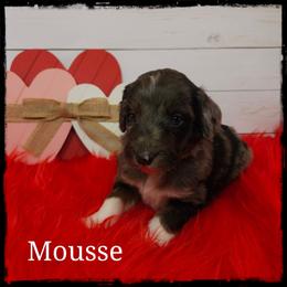 Mousse - Blue merle and white male Sheepadoodle puppy in Farley, Iowa from Iowa's Doodle Co.