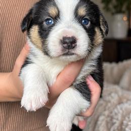 Wyatt - Black and white male Cardigan Welsh Corgi puppy in Kerens, West Virginia from Leather & Lace