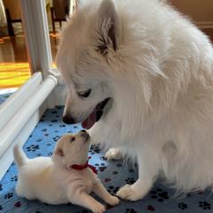 Ahri (Korean meaning 'Elegant, Graceful, Beautiful') - White female Japanese Spitz puppy in Pickerington, Ohio from Mika Japanese Spitz