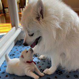 Ahri (Korean meaning 'Elegant, Graceful, Beautiful') - White female Japanese Spitz puppy in Pickerington, Ohio from Mika Japanese Spitz