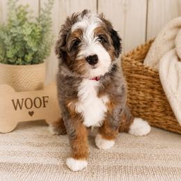 Butch - Merle male Bernedoodle puppy in Flagstaff, Arizona from Gunstock Doodles