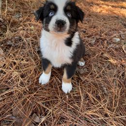Winnie- BTF - Black tri-color female Australian Shepherd puppy in Nacogdoches, Texas from TK Standard, Mini, & Toy Aussies