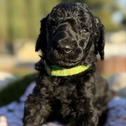 Green collar - Black male Poodle puppy in Hesperia, California from Whitesock Standard Poodles