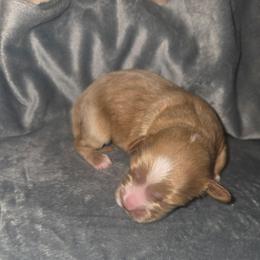 Martie - Red male Cavapoo puppy in Kingsville, Missouri from Echo Valley Cavapoos