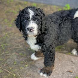 American Eskimo Dog and Bernedoodle Puppies from Shadow Kennels