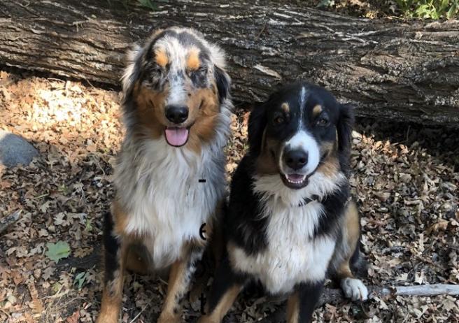 Sheppard Dogs Ranch Single Oak Ranch in California | Australian Shepherd puppies | Good Dog