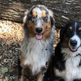 Australian Shepherds from Single Oak Ranch